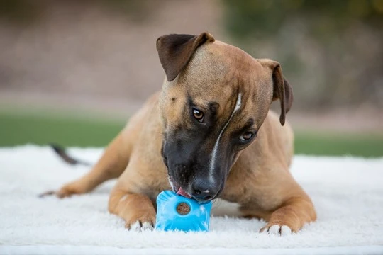 Flex-n-Chew yellow small dog toy