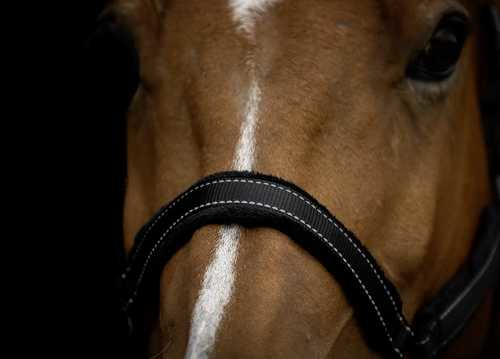 Monzo Headcollar, halter