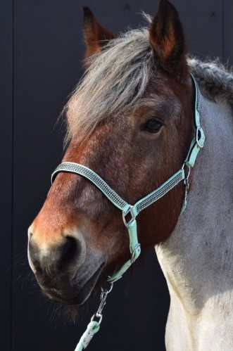 Volla Headcollar,  halter XXFull