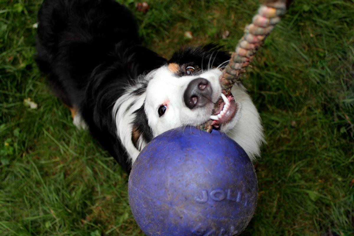 Scented dark blue dog ball with rope