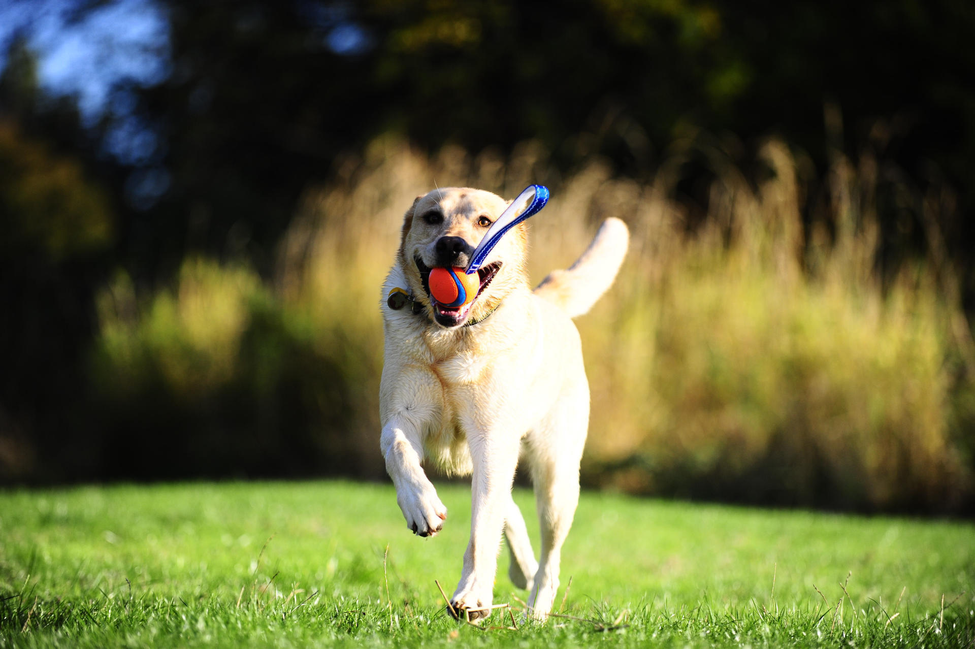 Premium dog ball with handle
