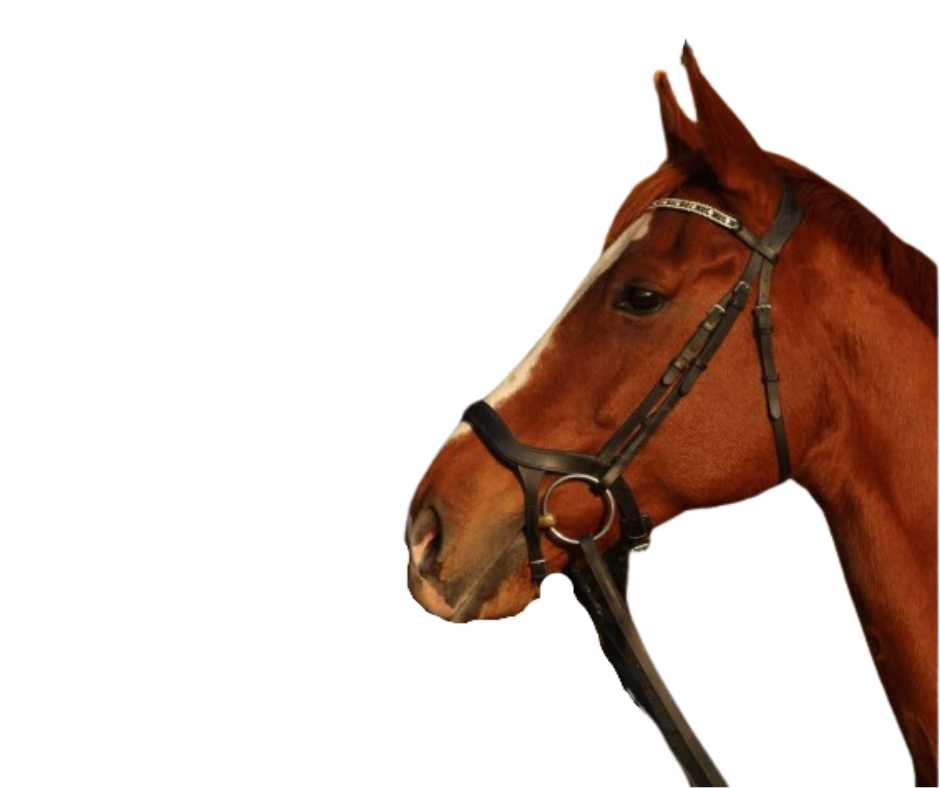 Showtime Freedom bridle