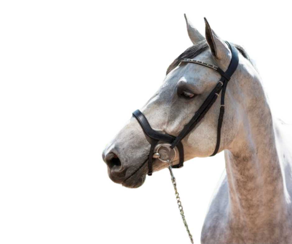 Showtime Freedom bridle