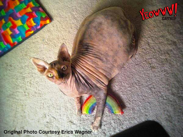 Rainbow cat toy filled with catnip