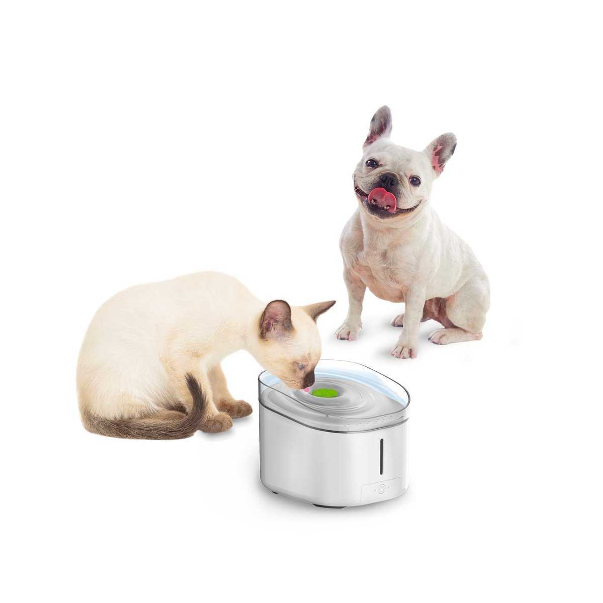 Water fountain for dogs
