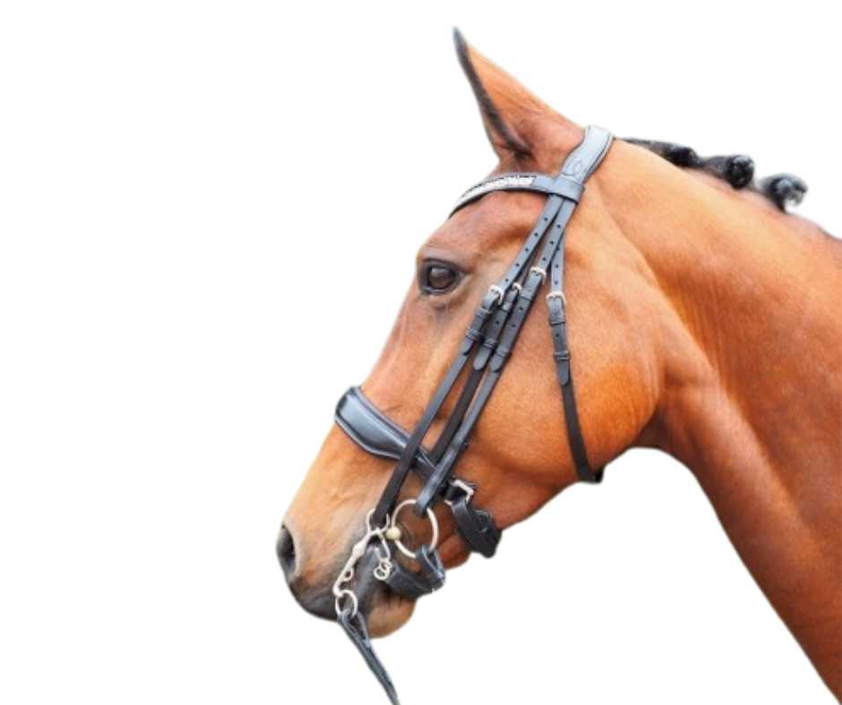 Showtime Great bridle