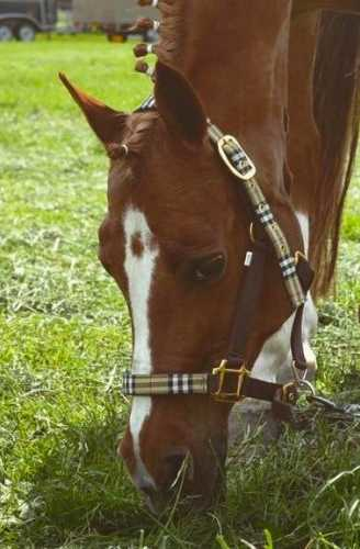Special Edition headcollar, halter