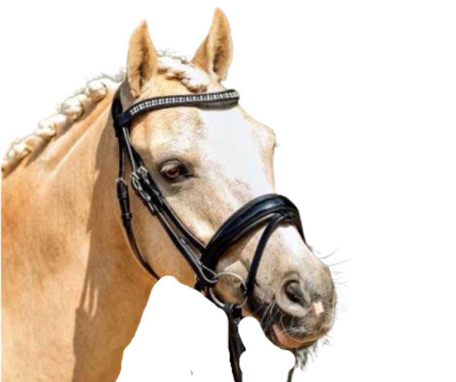 Ceres bridle