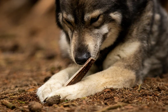 Chewbone XL dog dental care