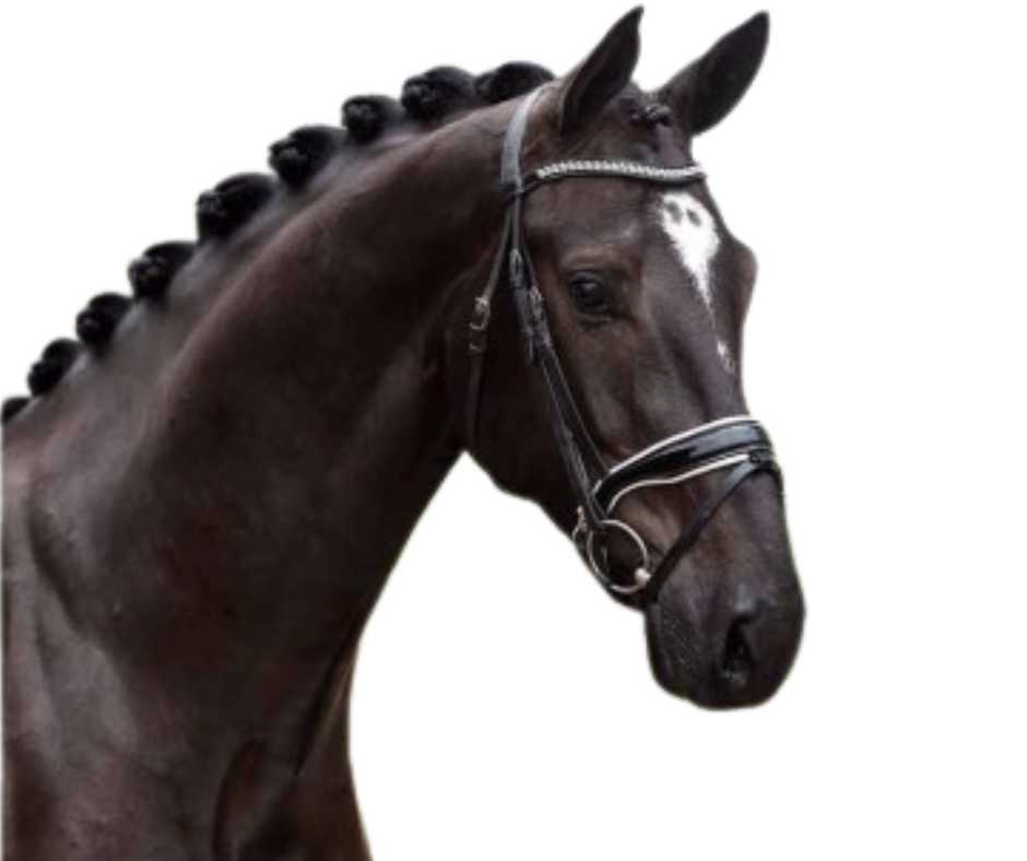 Zafir bridle
