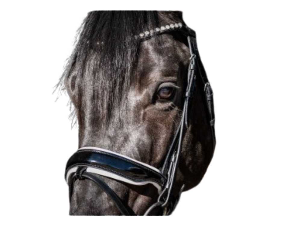 Showtime Special Guy bridle