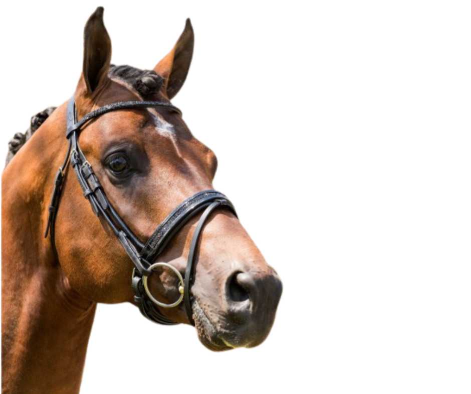 Showtime Passion Halfround bridle