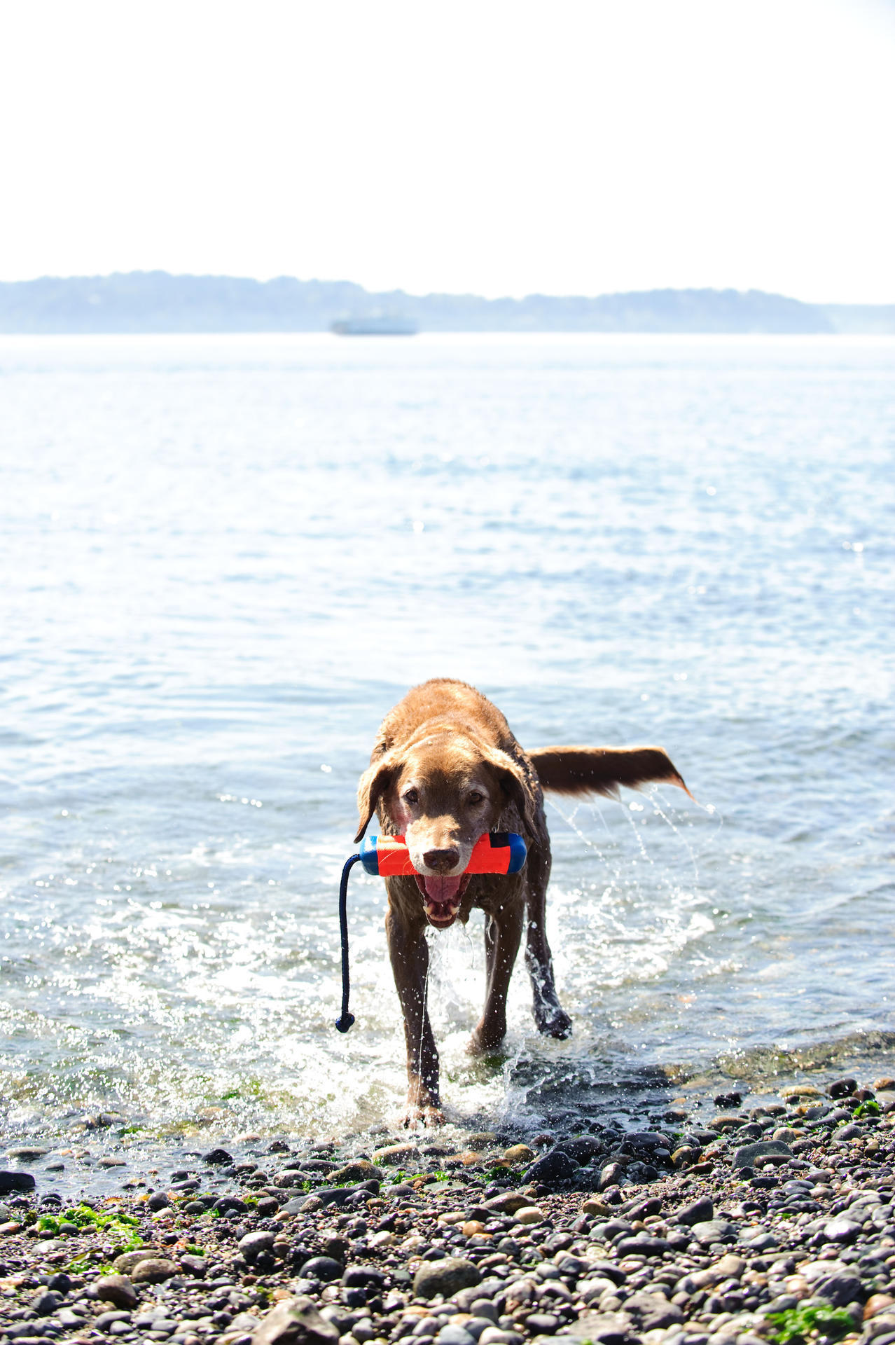 Small amphibious bumper-shaped dog toy