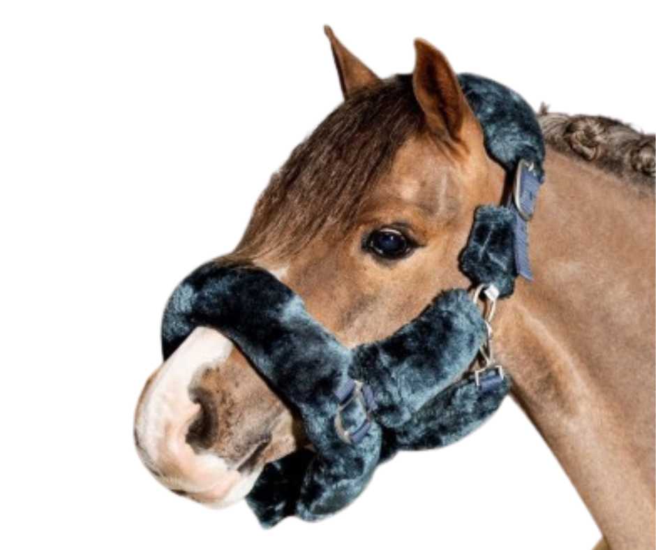 Matera Showtime Headcollar, halter