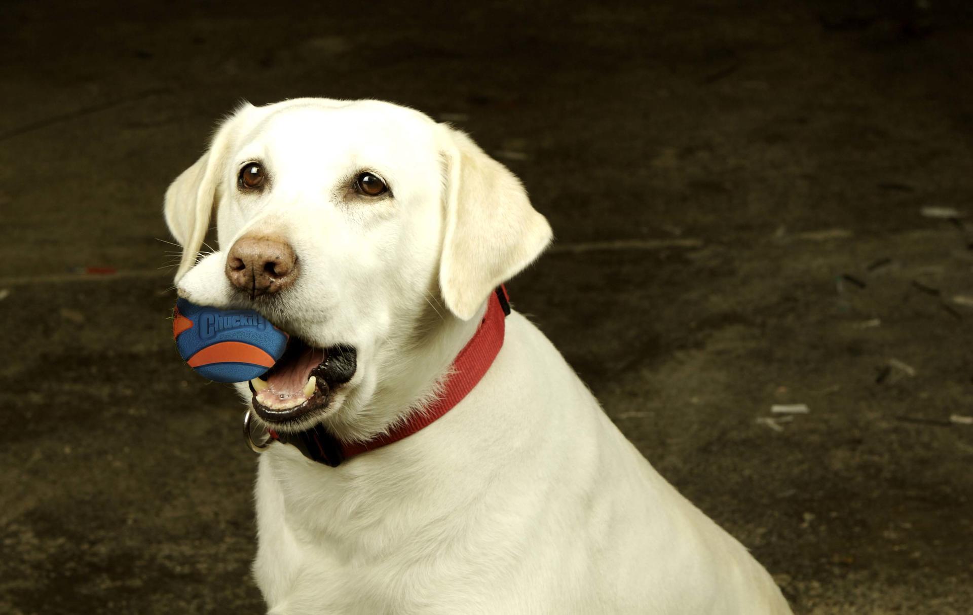 Ultra Squeaker dog ball 6cm