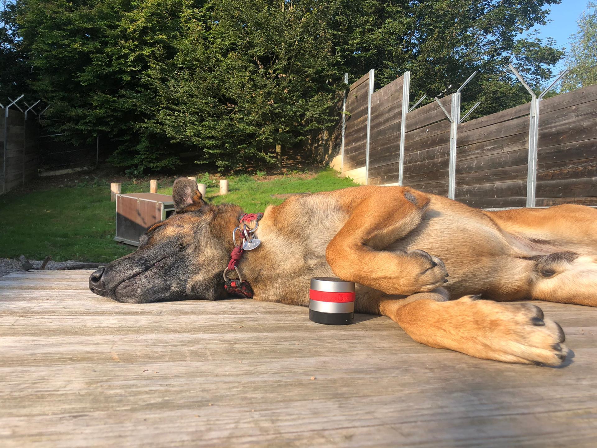 PRO Calming device for dogs