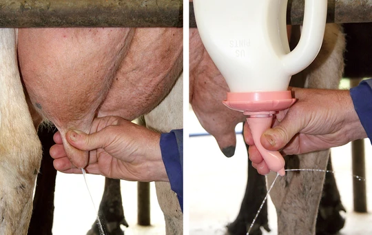 Pacifier for calf feeding bucket 100 mm cattle