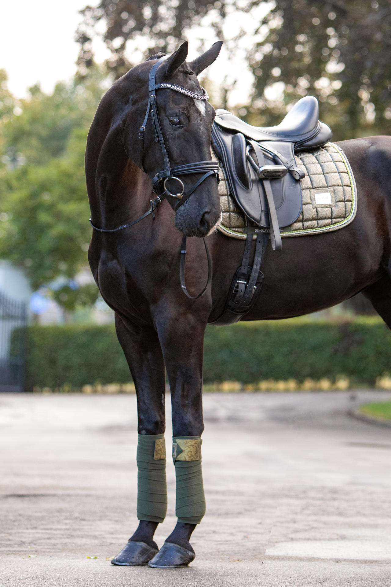 Lake View Showtime  Dressage saddle pads