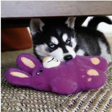 Beeping bunny plush dog toy