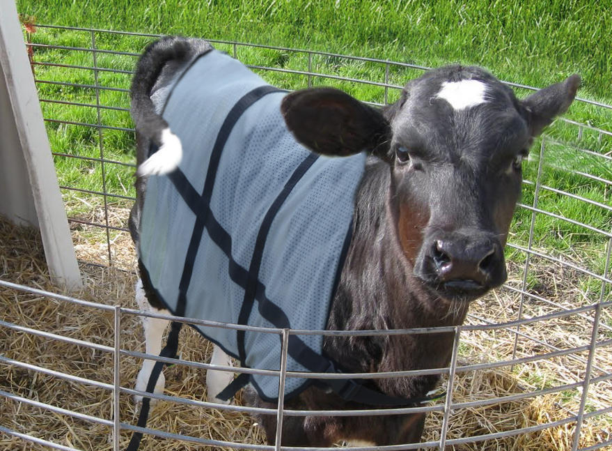 Summer blanket calving cattle calf rearing
