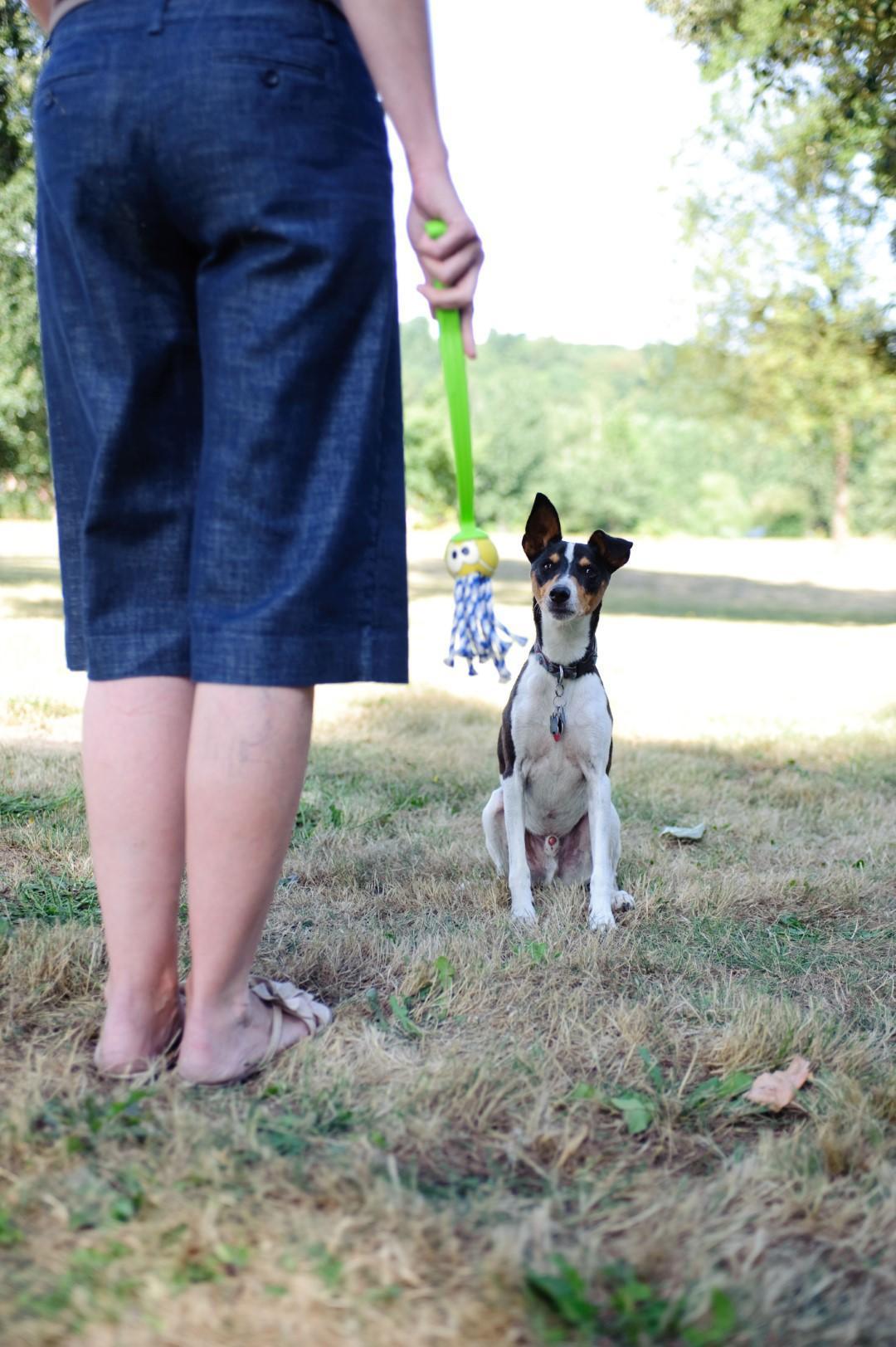 Fanatic dog ball 6cm