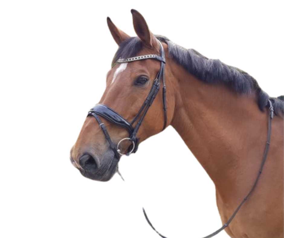 Show time Camilla XL bridle