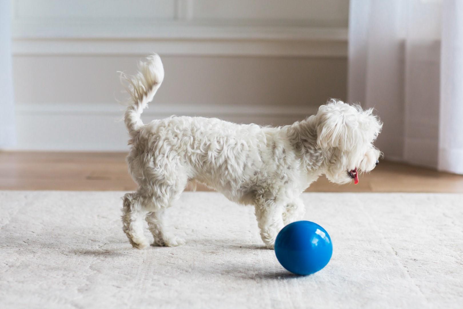 Egg-shaped medium dog toy, blue