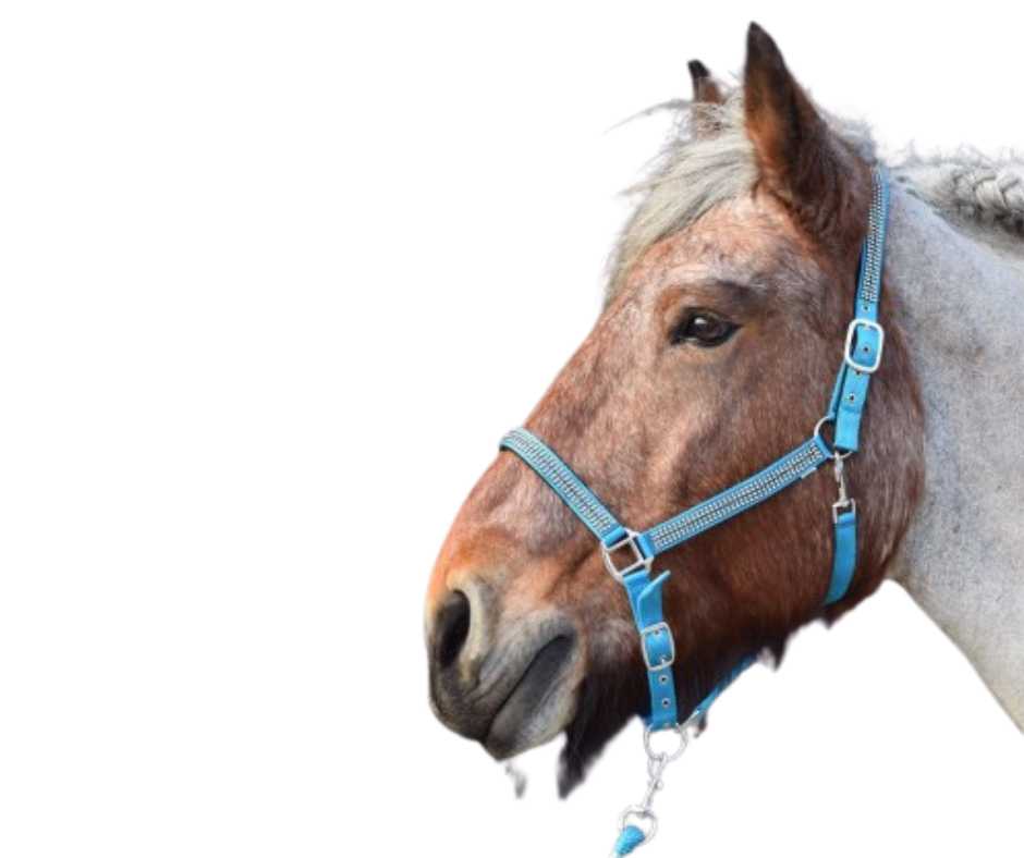 Volla Headcollar,  halter XXFull