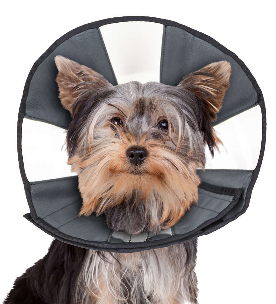 Dog protective collar with velcro S