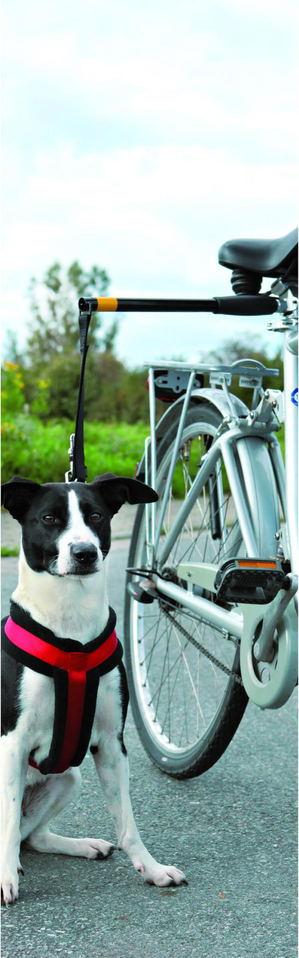 Bicycle dog leash
