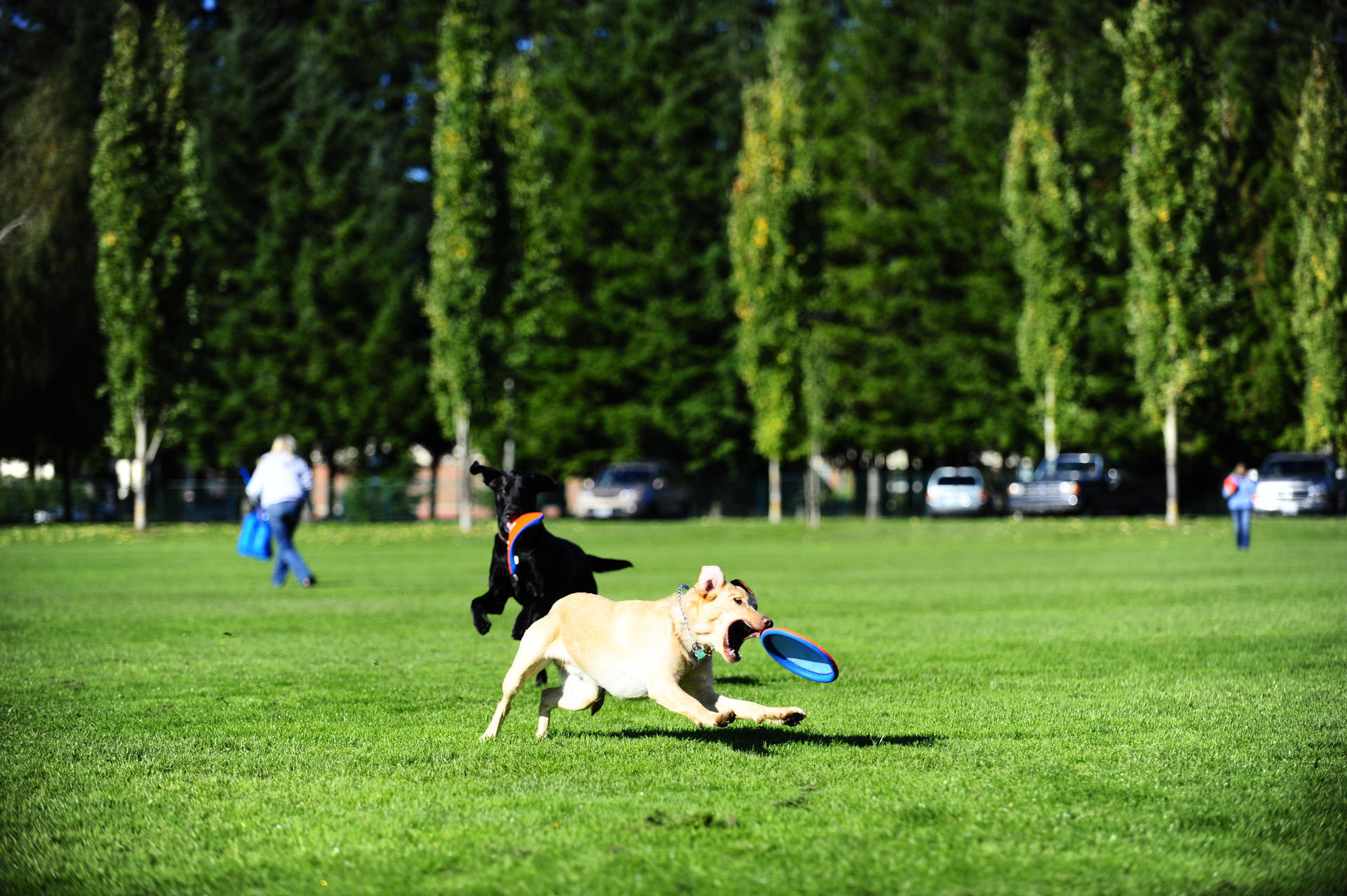 Frisbee small dog game
