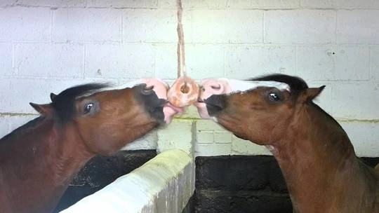 Licking salt for horses 3-4 kg