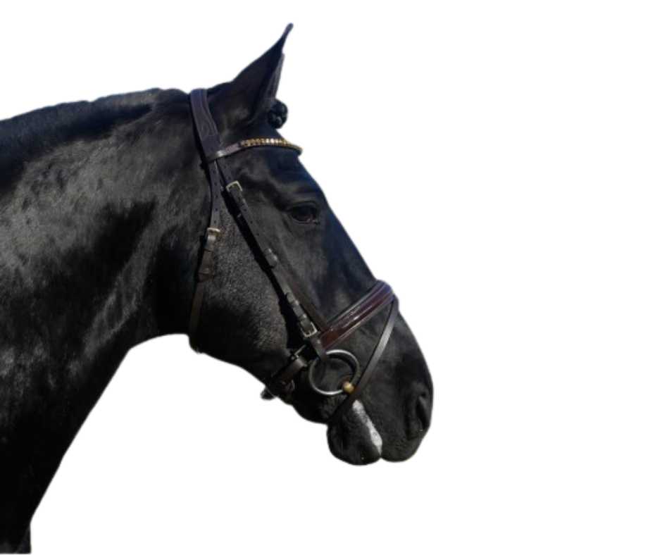 Showtime Brandy bridle