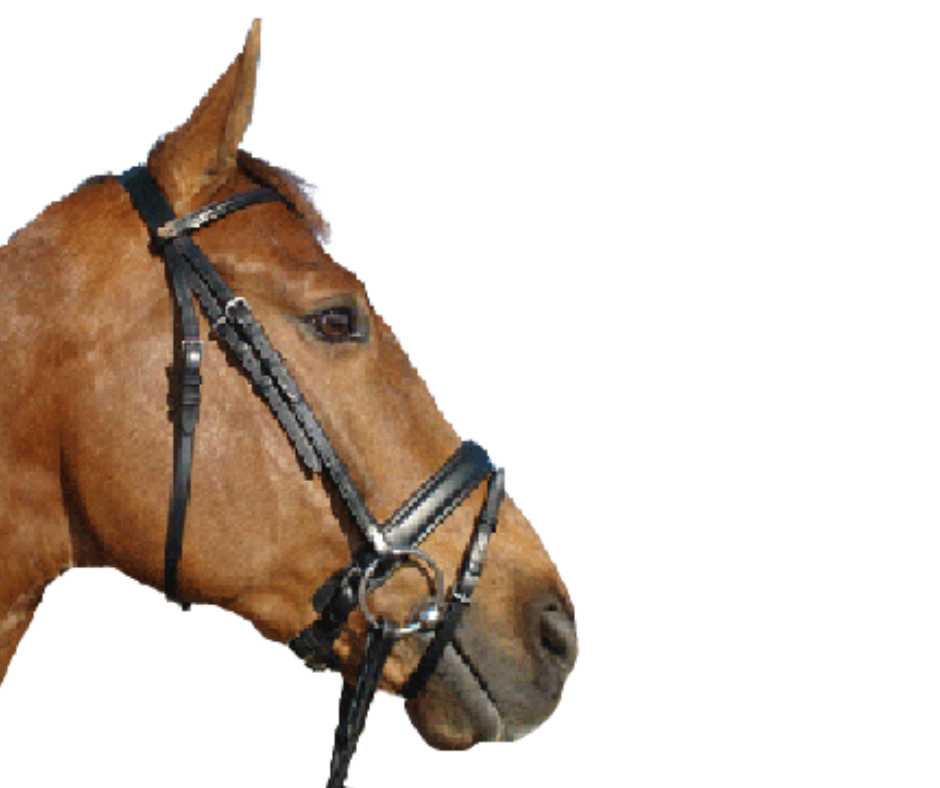 Lisbon bridle