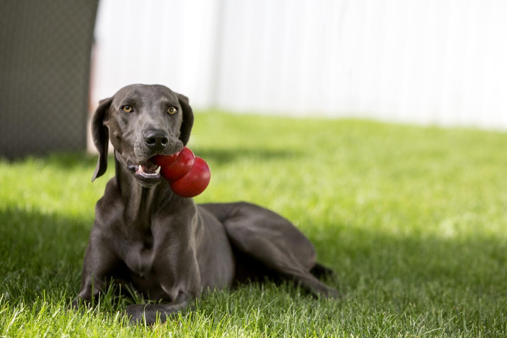 Classic toy rewards wallet refillable XS 5,7 cm dog toy