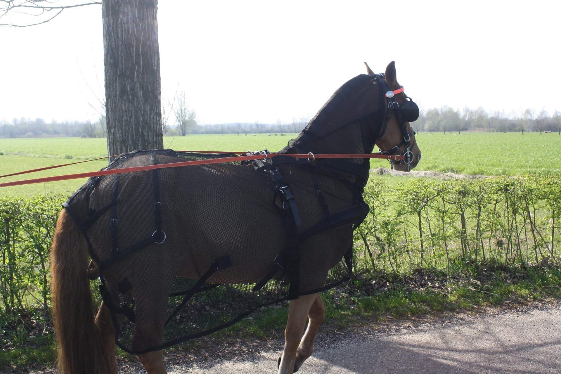 Rocky fly rug with neck