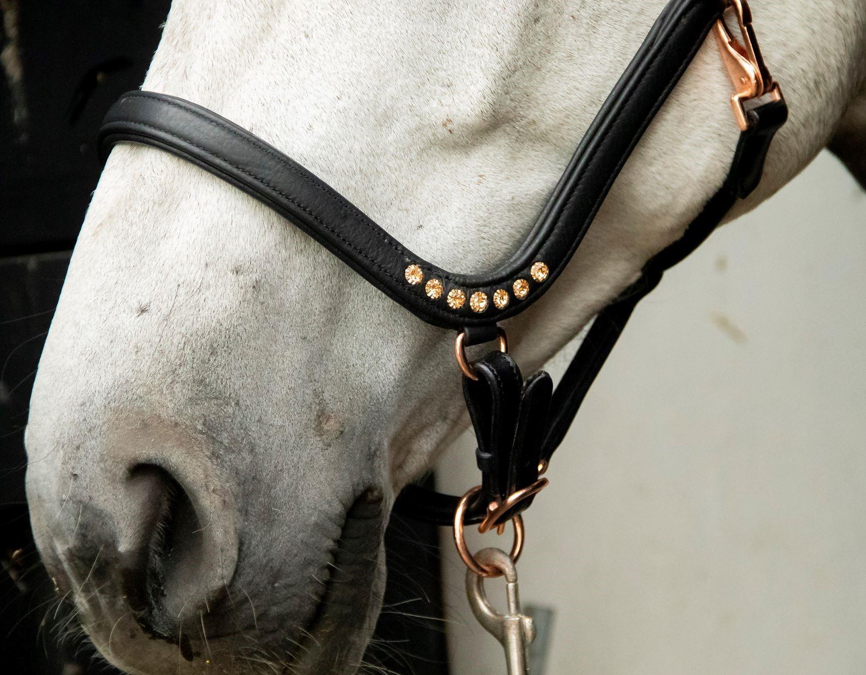 Lecce Showtime headcollar, halter