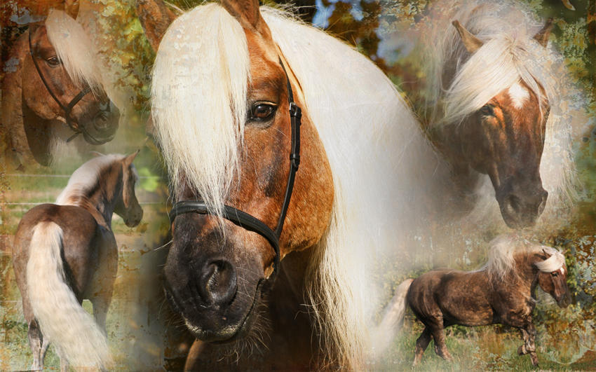 Tail and mane! care for horse