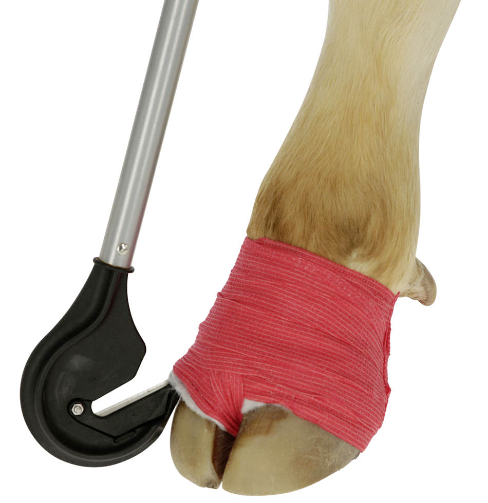 knife for removing hoof bindings from 1 metre cattle, hoof care