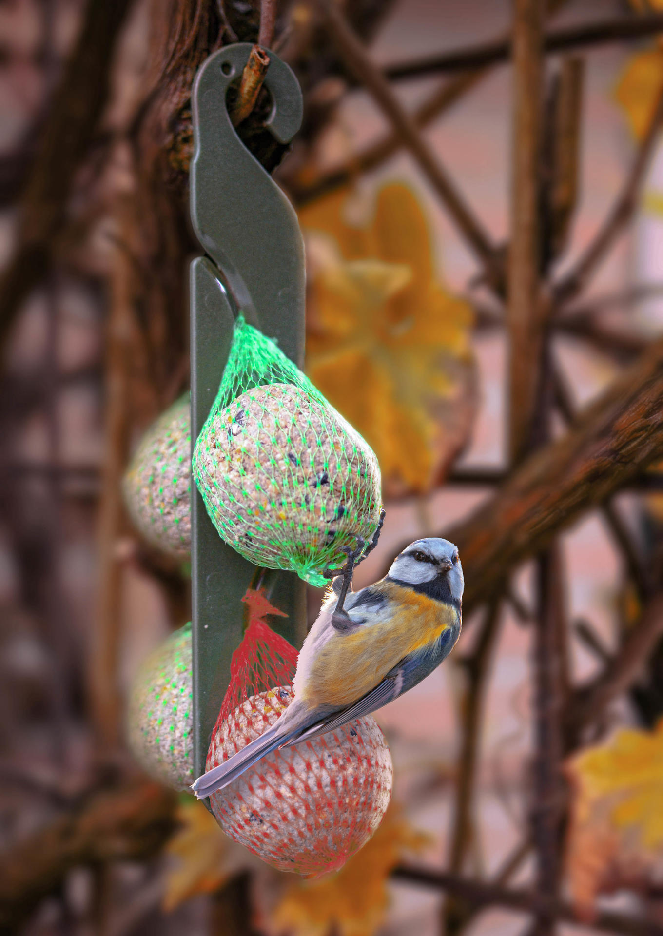 Fat globules with seeds and netting (green) energy food for wild birds
