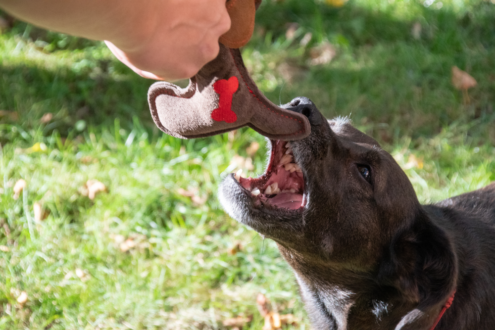 Doggy Doodles puppy brown dog toy plush