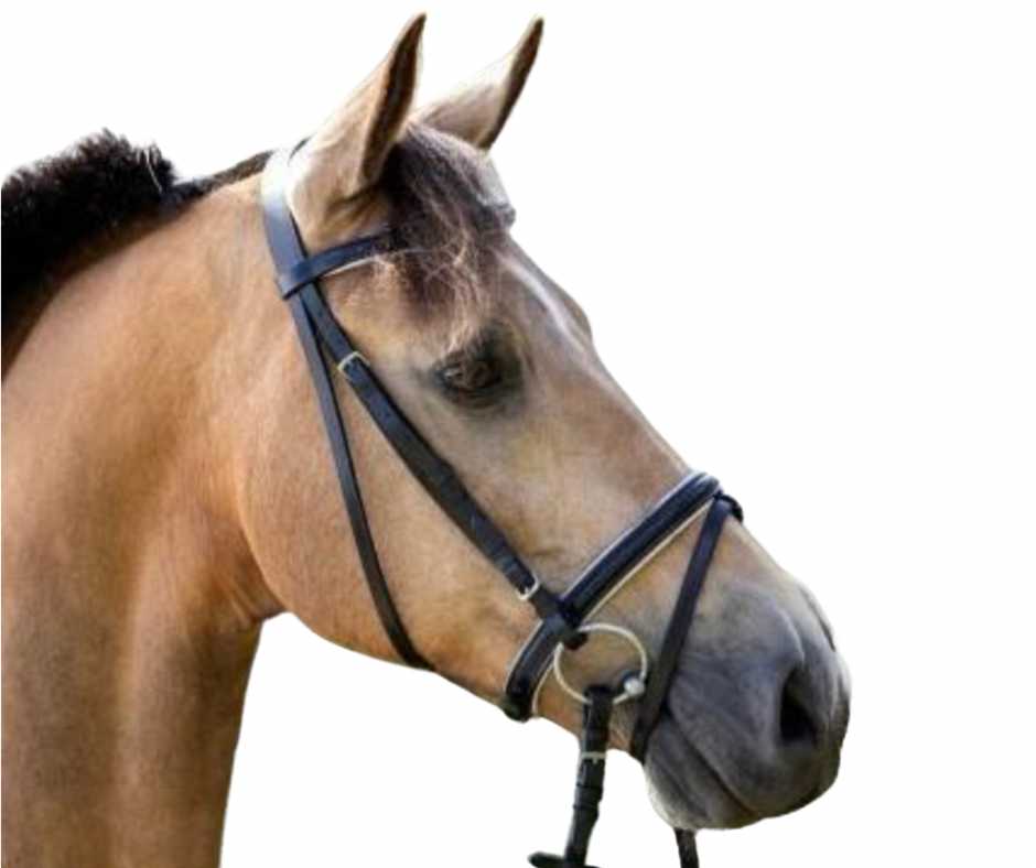 Carry Basic bridle