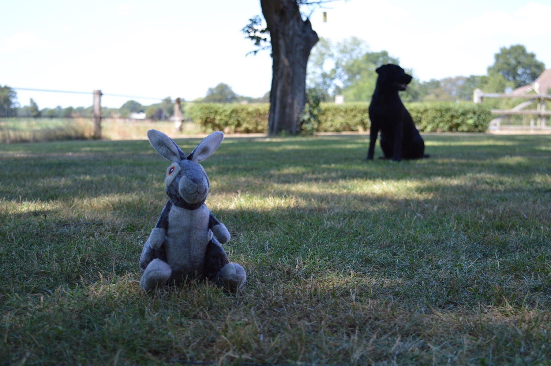 grey rabbit soft dog toy