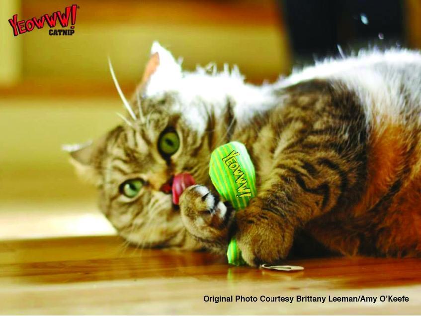 Stin of Stinkies (3 fish stuffed with catnip) cat toy