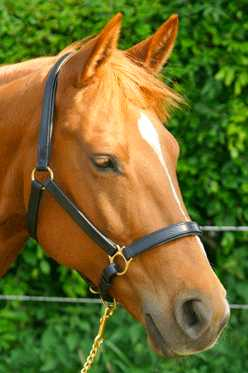 Golden Future Line headcollar, halter
