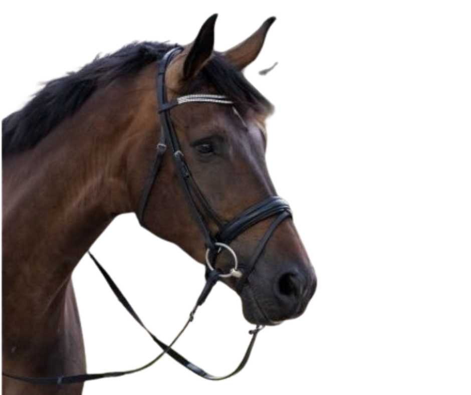 Trinidad bridle