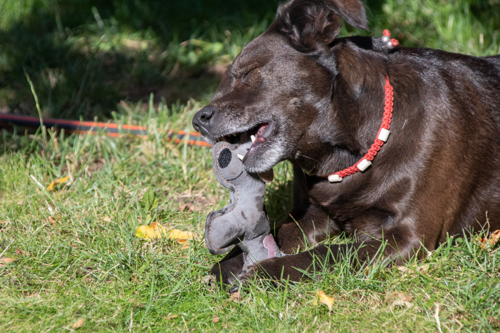 Doggy Doodles light grey donkey dog toy plush