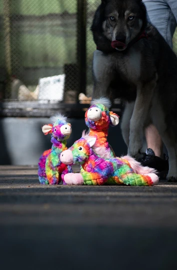 Alpaca big soft dog toy