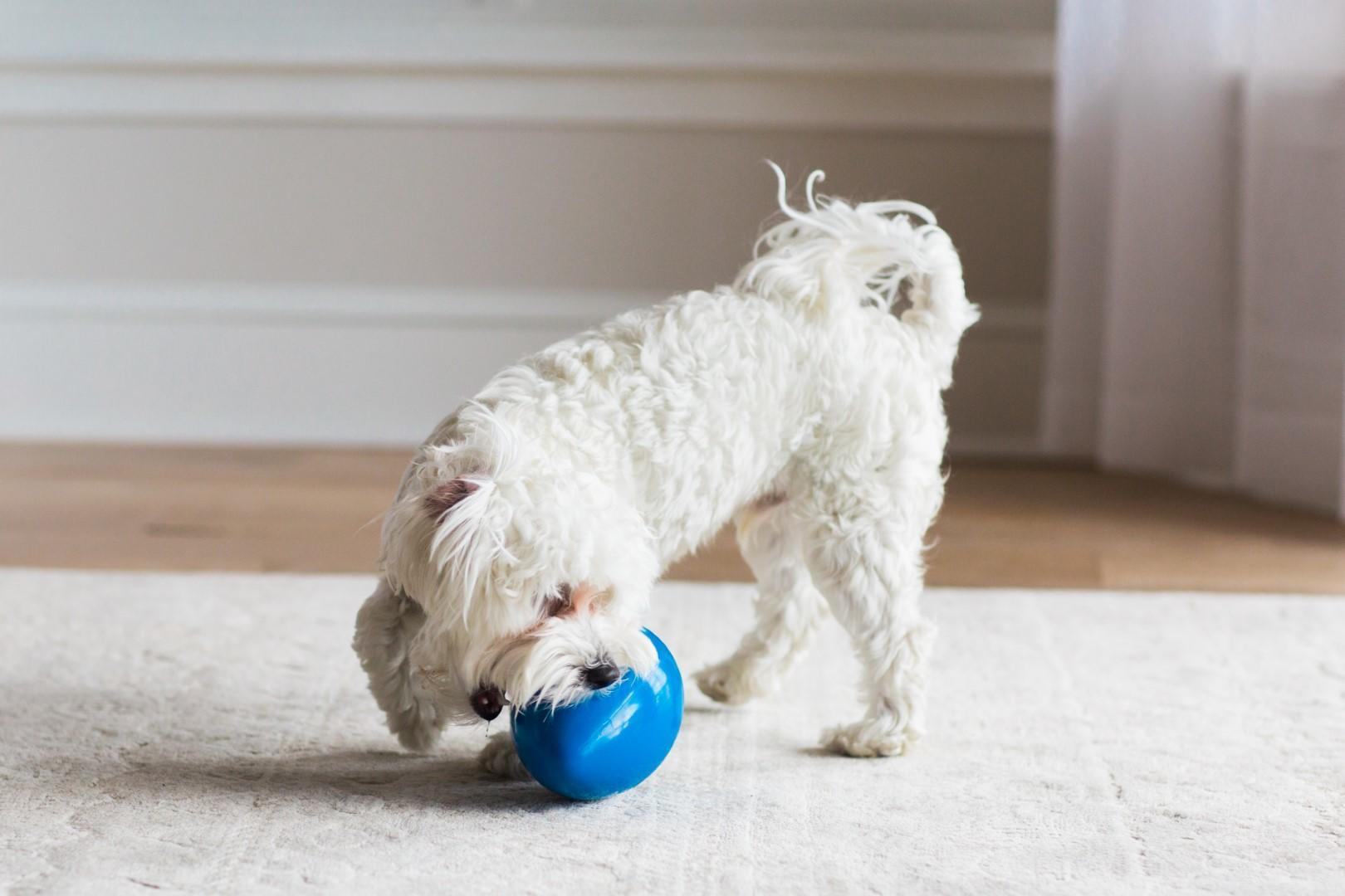 Egg-shaped medium dog toy, blue