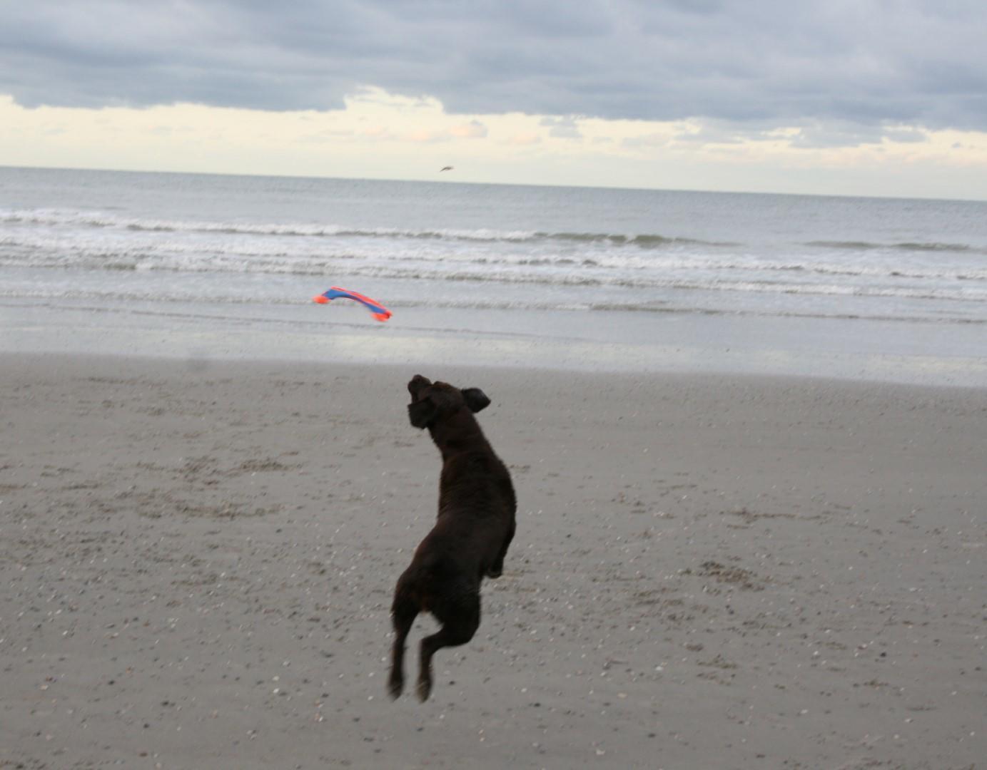 Squirrel shaped throw toy M 35 cm dog toy frisbee